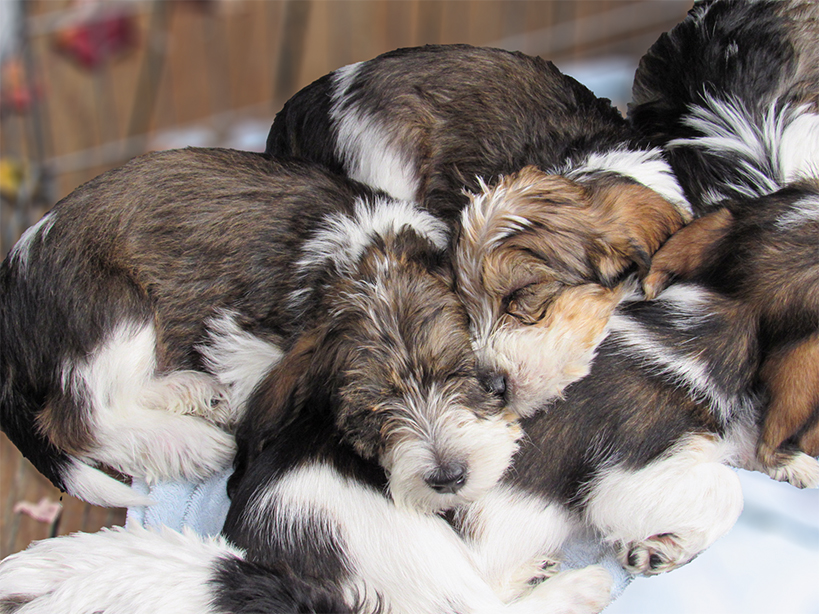 PBGV Sleeping Puppies