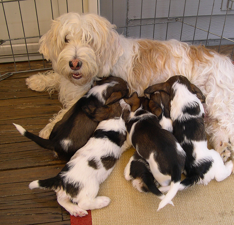 Mother feeding pups